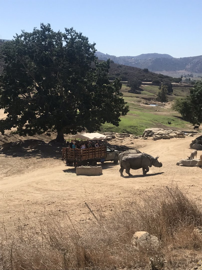 San Diego zoo Safari Park-Indian rhinos