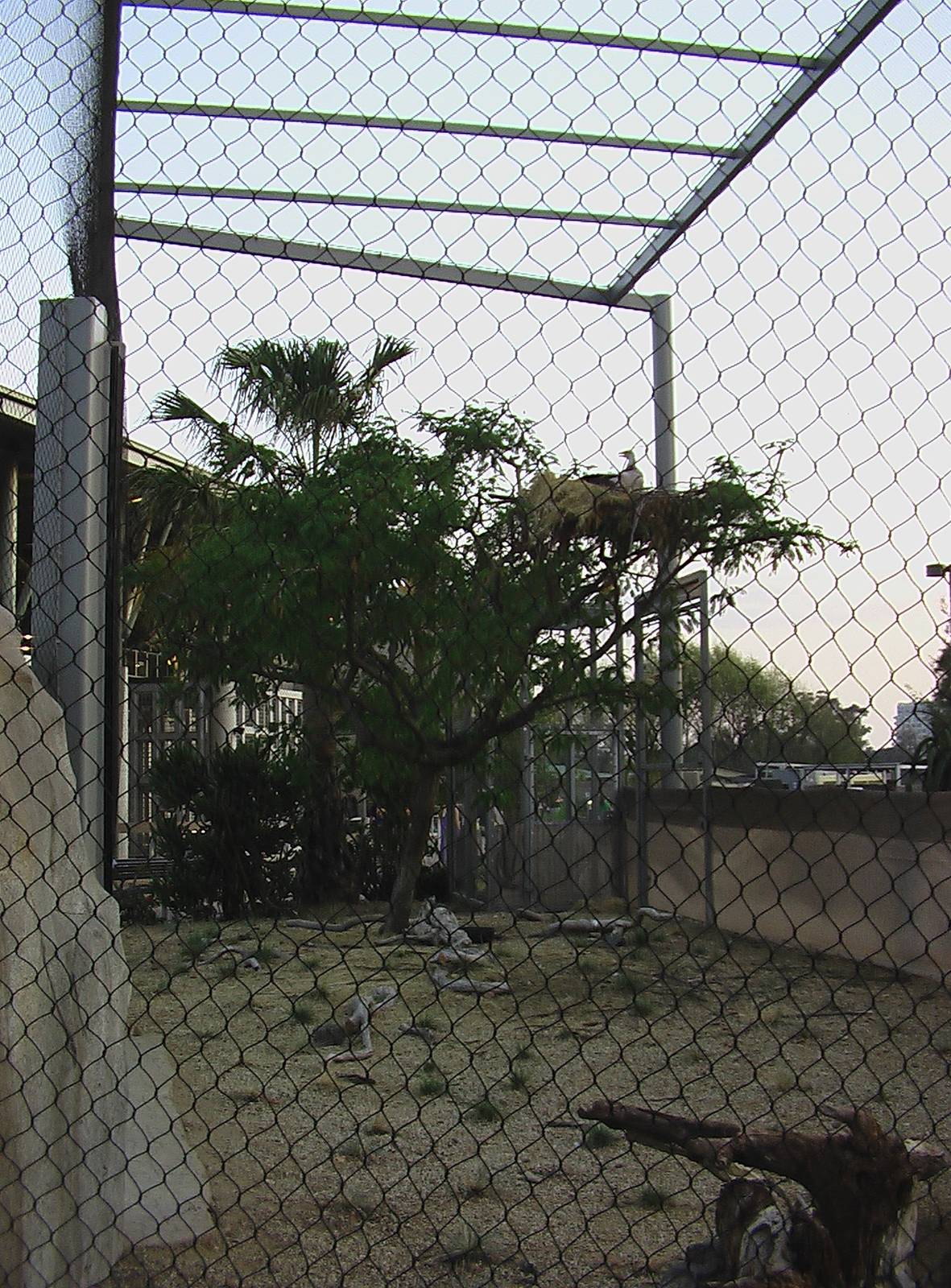San Diego Zoo - Secretary Bird