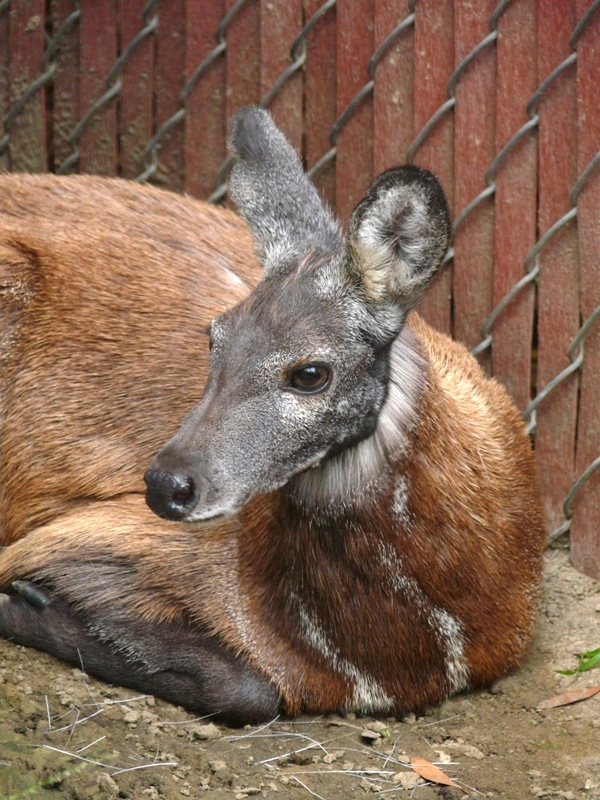San Diego Zoo - Siberian musk deer