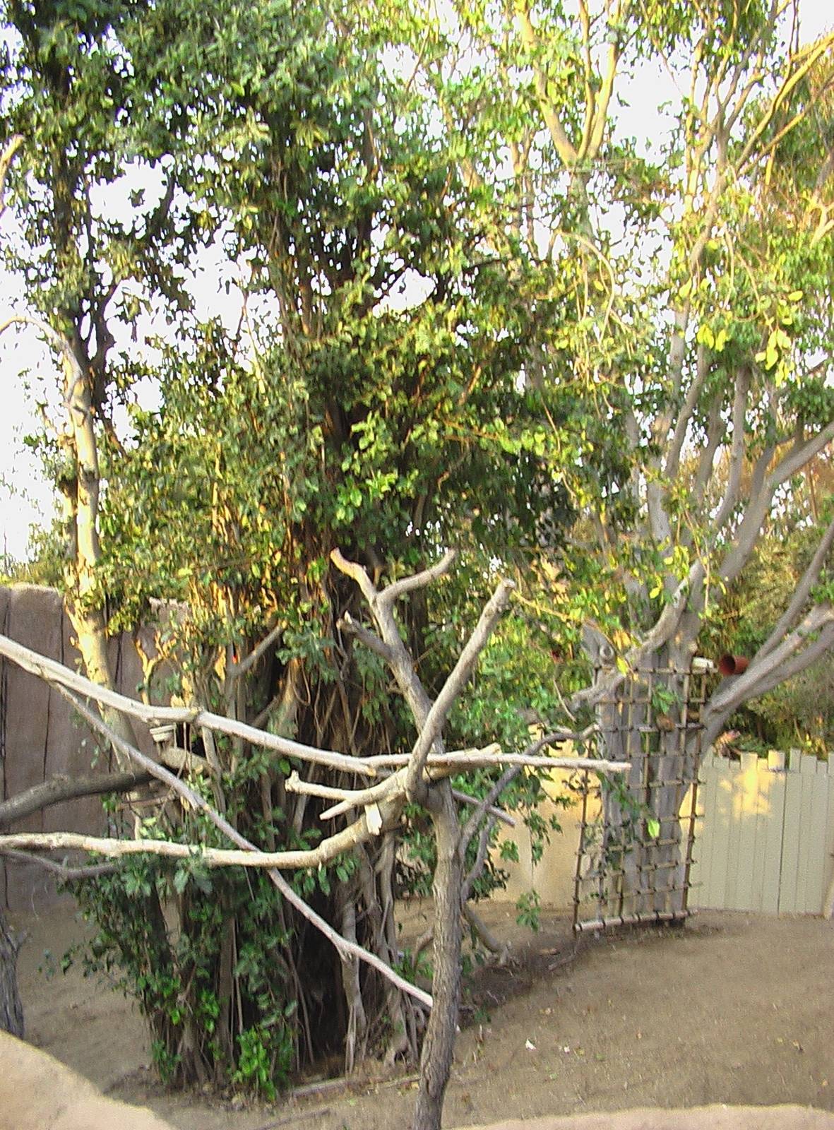 San Diego Zoo - Sloth Enclosure