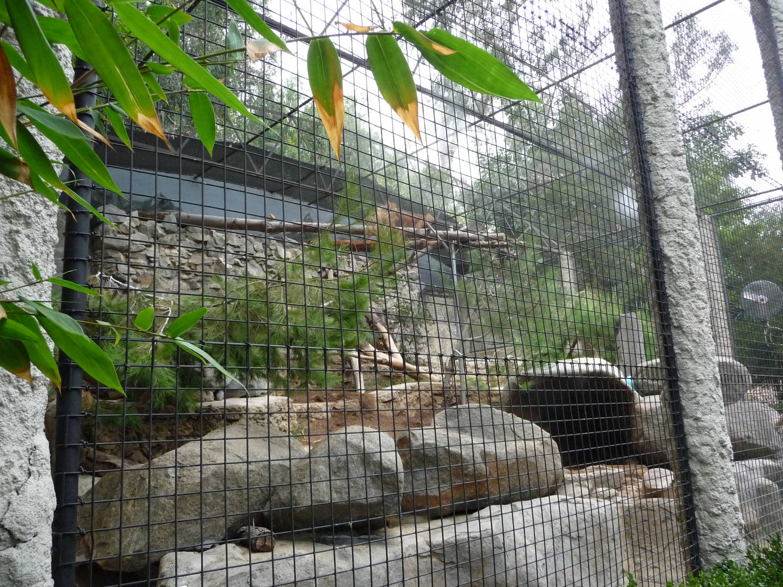 San Diego Zoo - Snow Leopard Exhibit