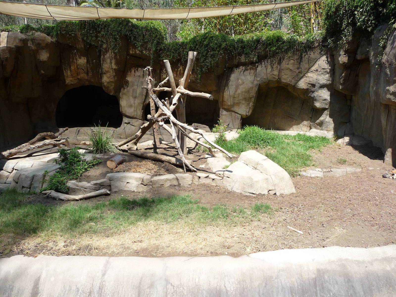 San Diego Zoo - Spotted Hyena Exhibit