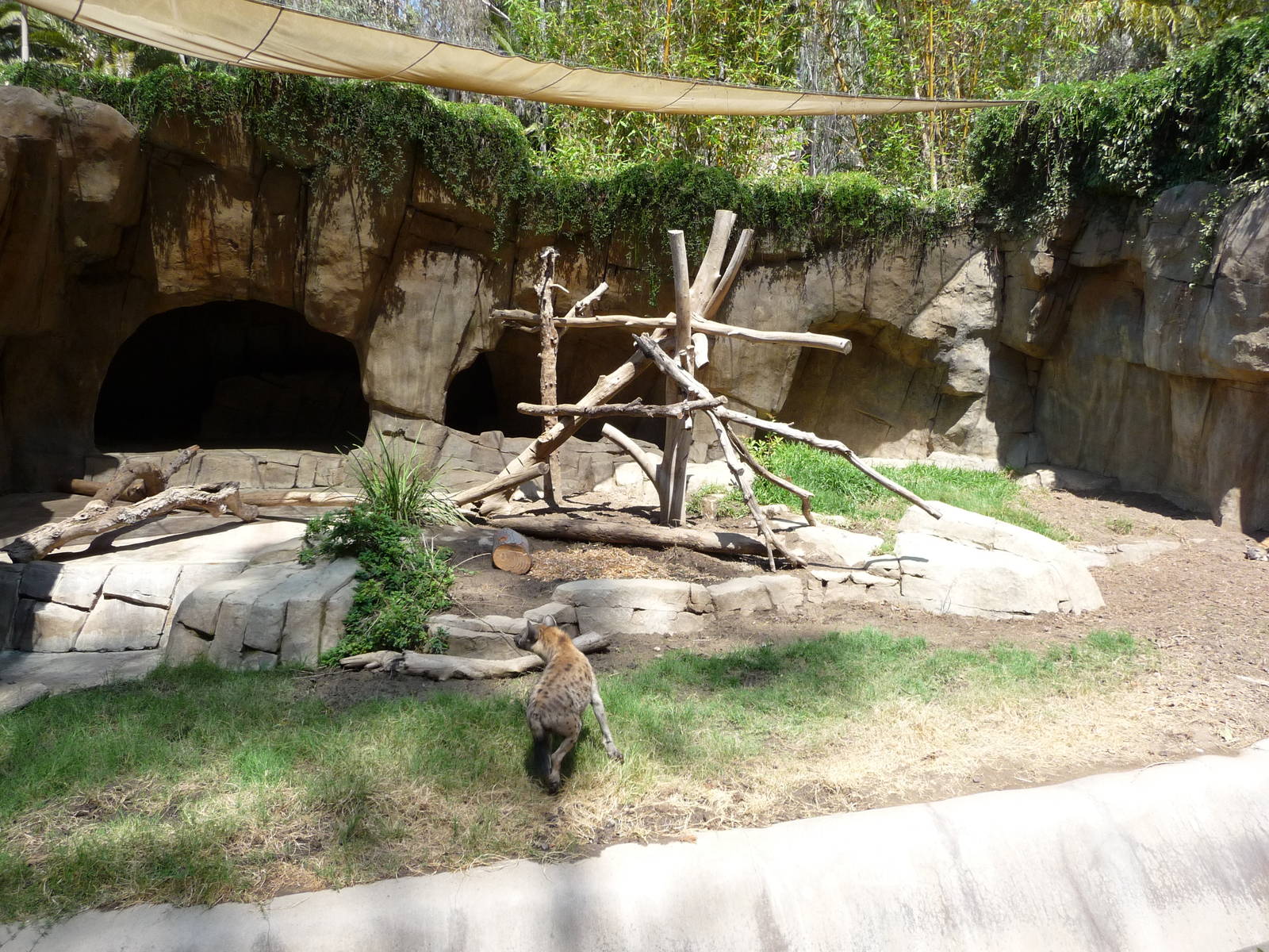 San Diego Zoo - Spotted Hyena Exhibit