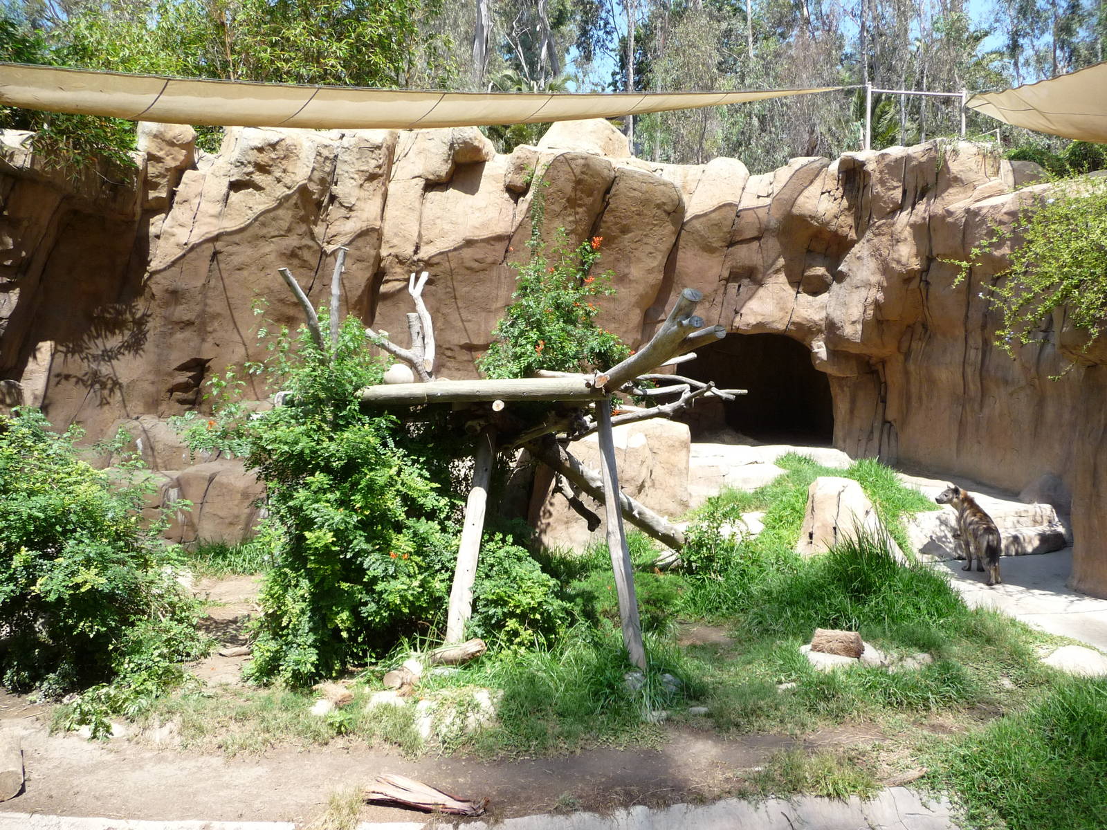 San Diego Zoo - Spotted Hyena Exhibit