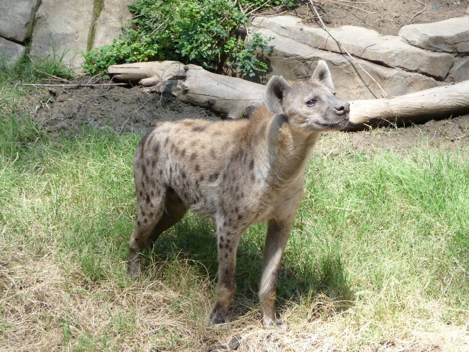 San Diego Zoo - Spotted Hyena