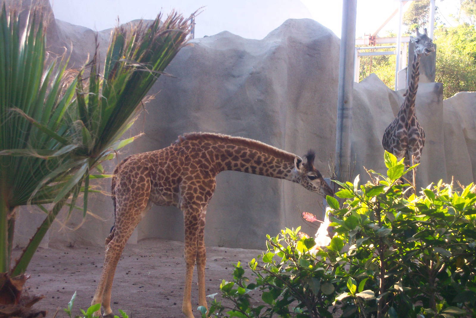 San Diego zoo