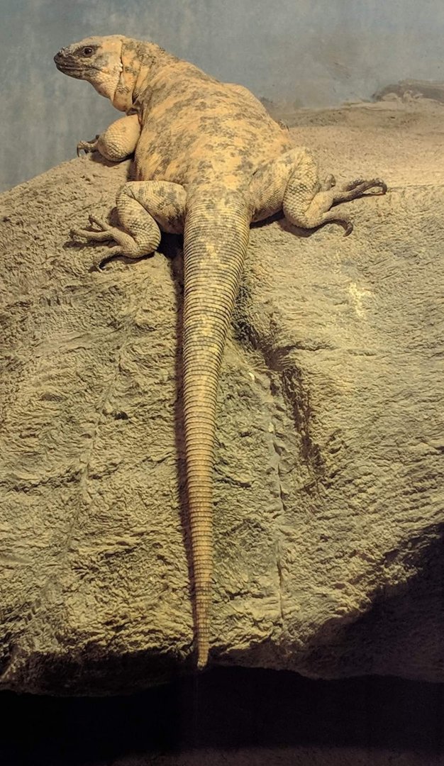 San Esteban chuckwalla (Sauromalus varius)