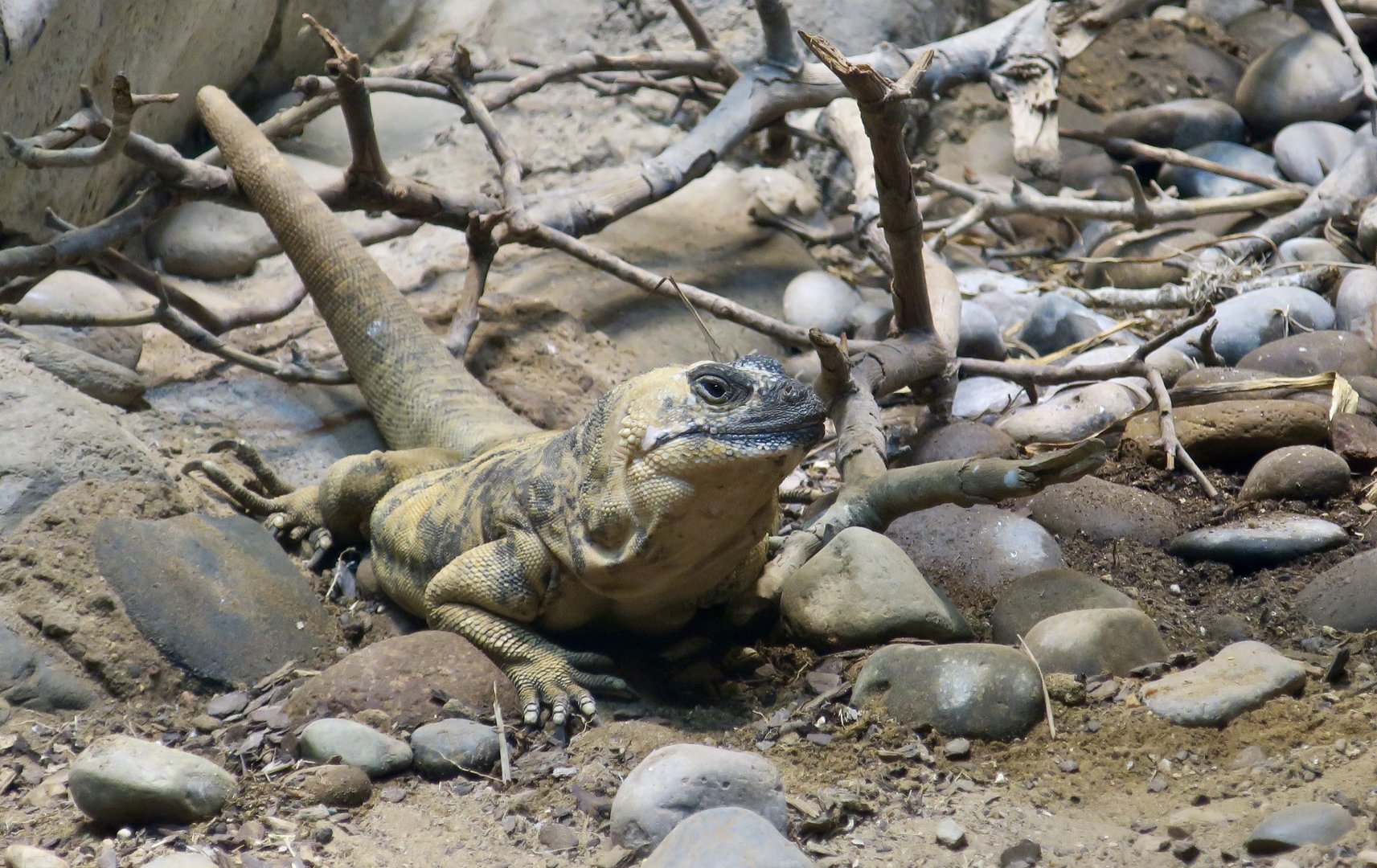 San Esteban Chuckwalla (Sauromalus varius)
