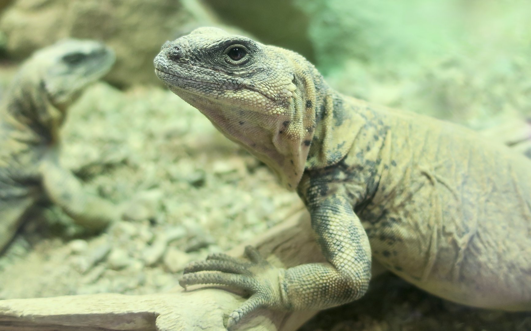 San Esteban Chuckwalla (Sauromalus varius)