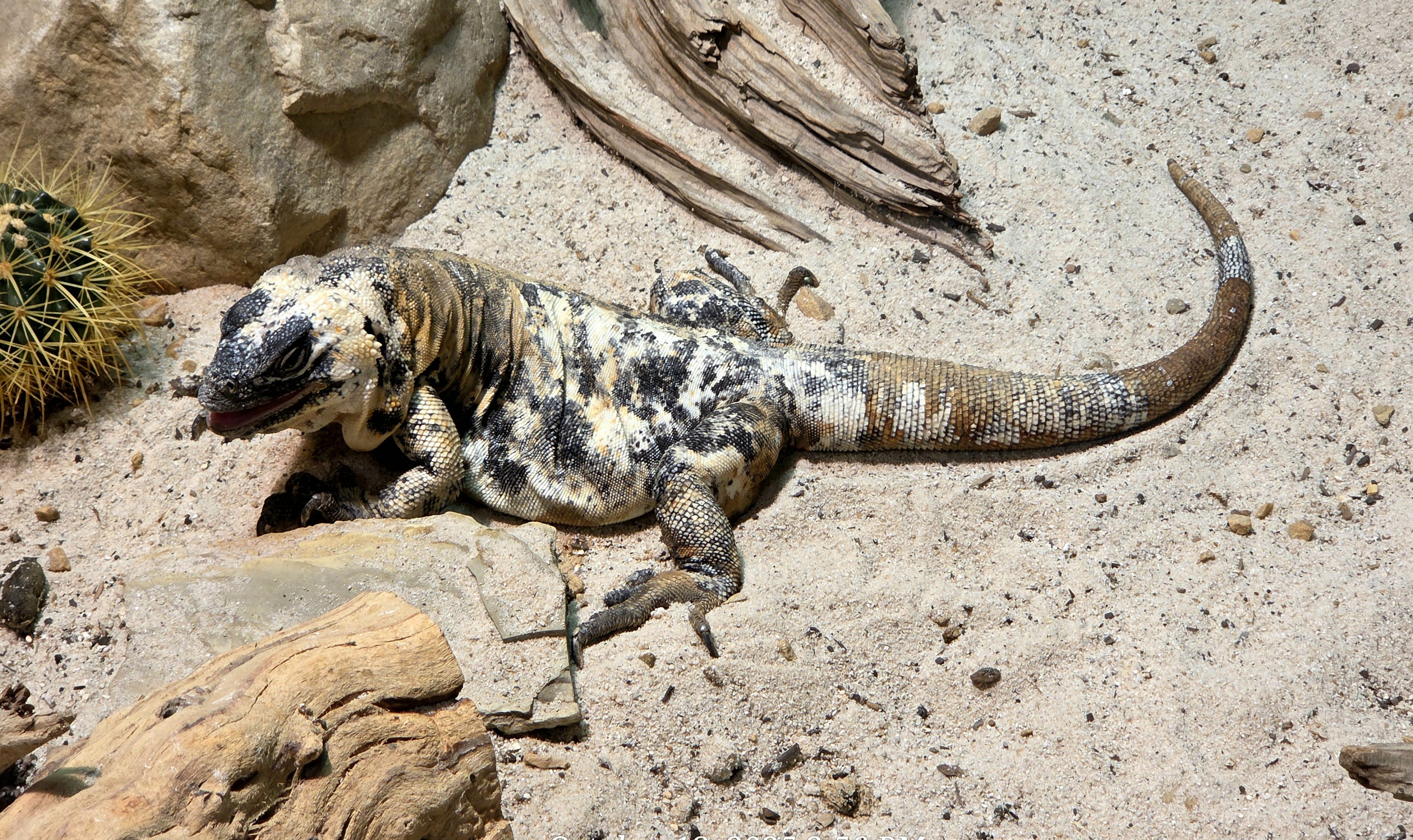 San Esteban Chuckwalla - Zoo Knoxville