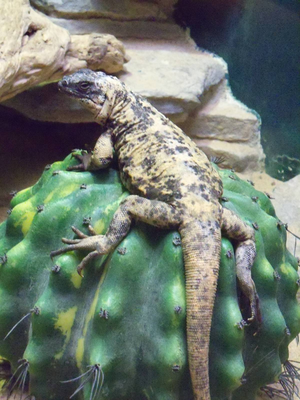 San Esteban Chuckwalla