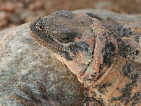 San Esteban Chuckwalla