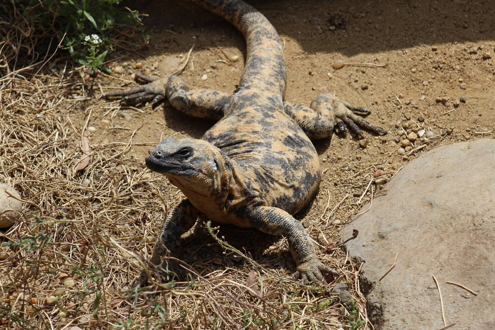 San Esteban Chuckwalla
