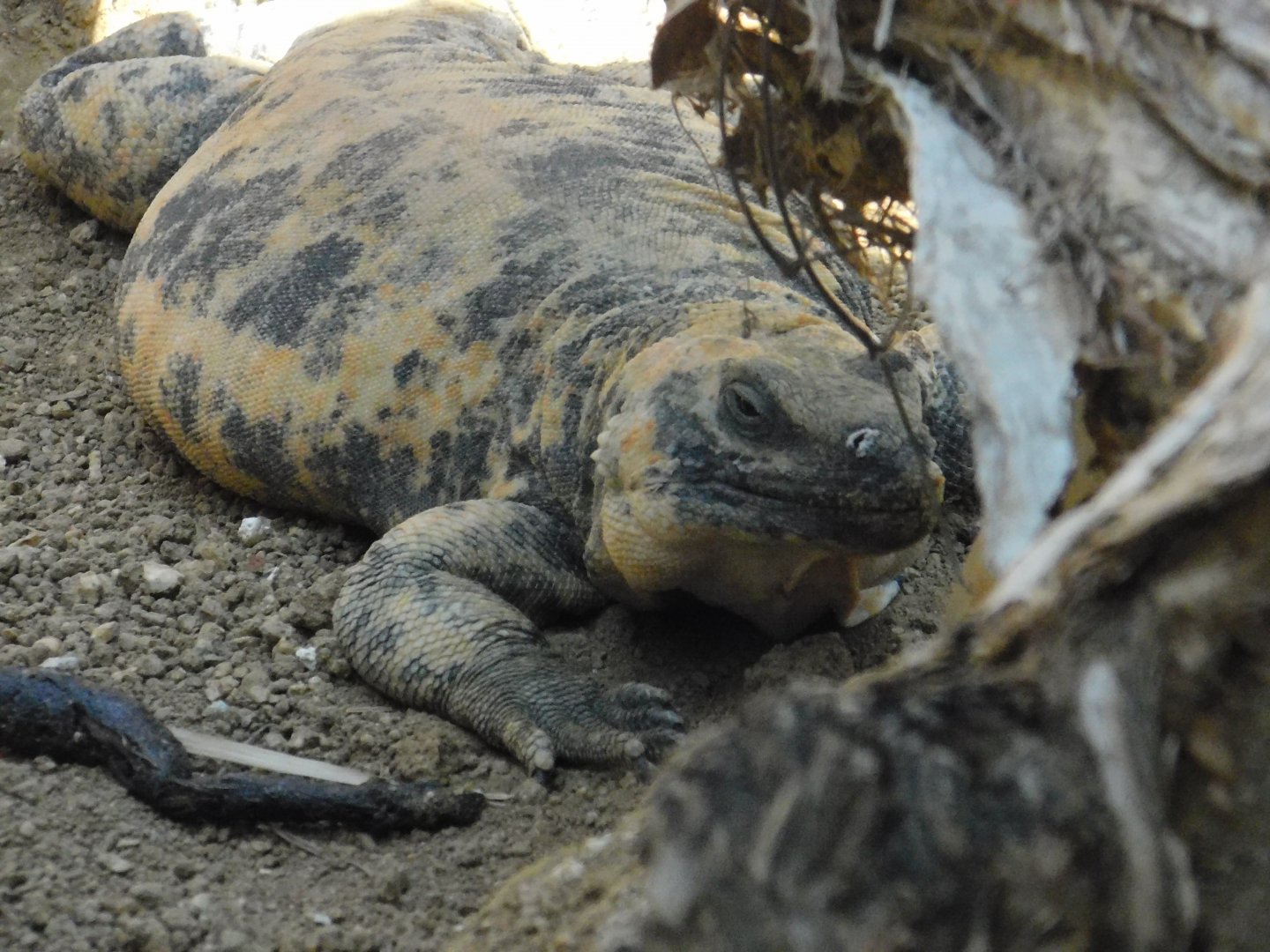 San Esteban Chuckwalla