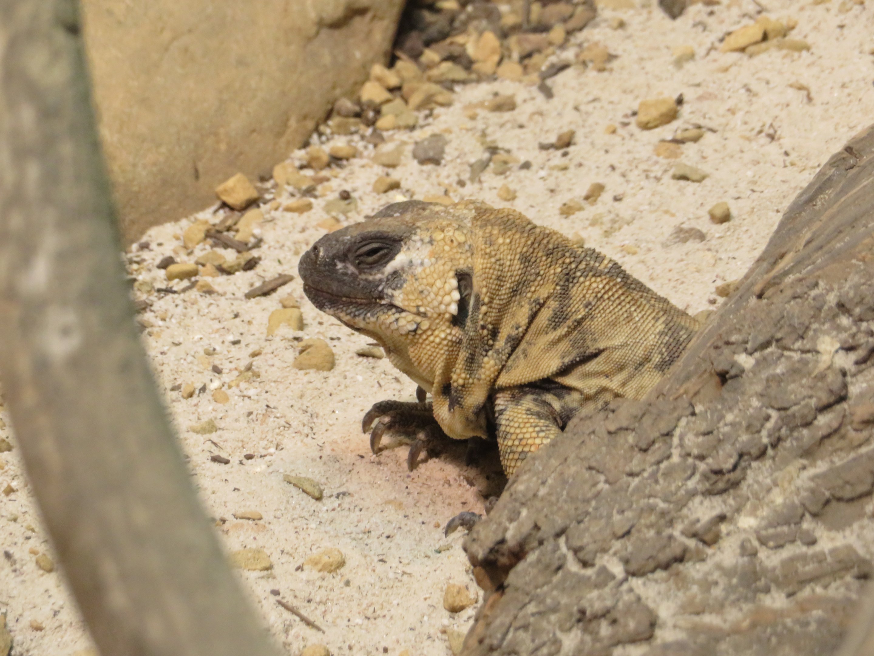 San Esteban Chuckwalla