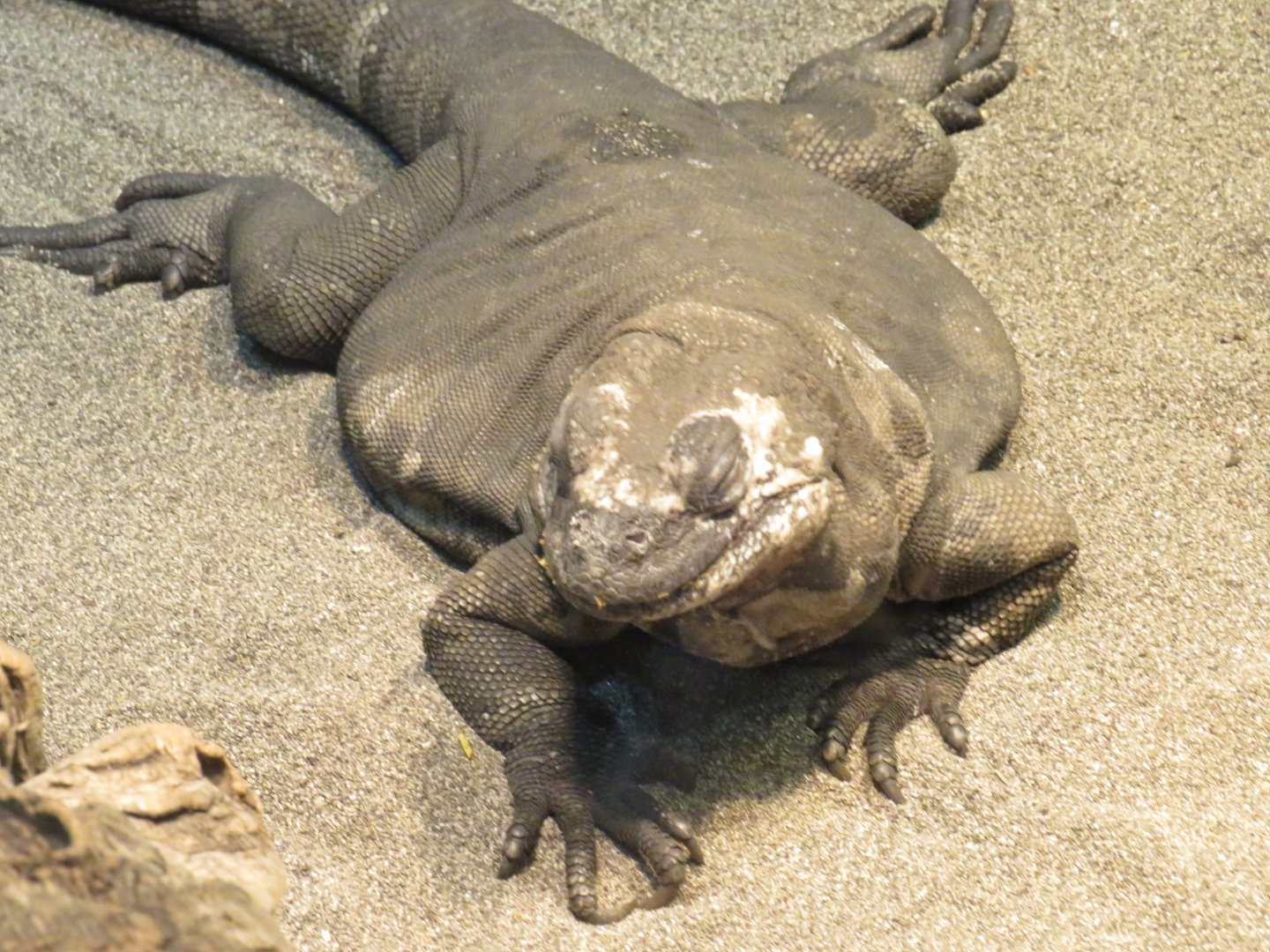 San Esteban chuckwalla