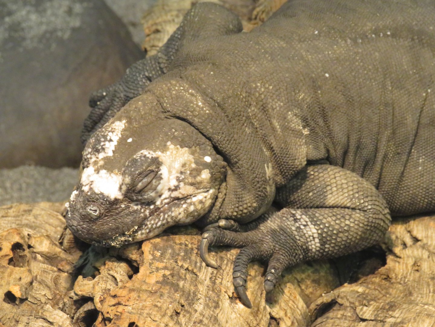 San Esteban chuckwalla