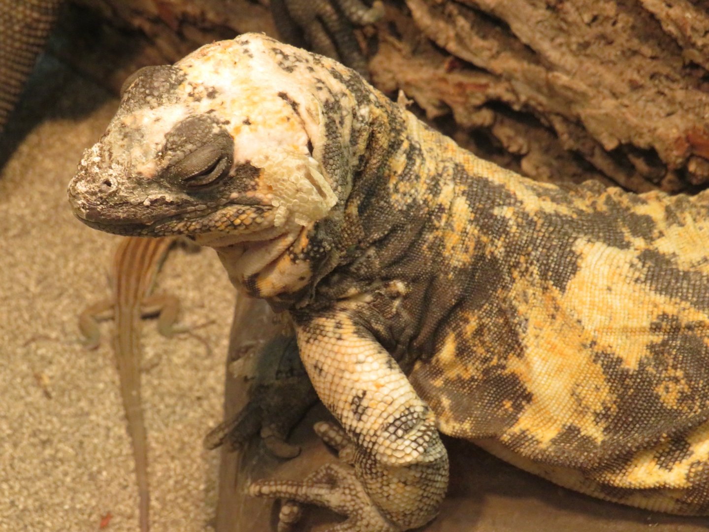 San Esteban chuckwalla