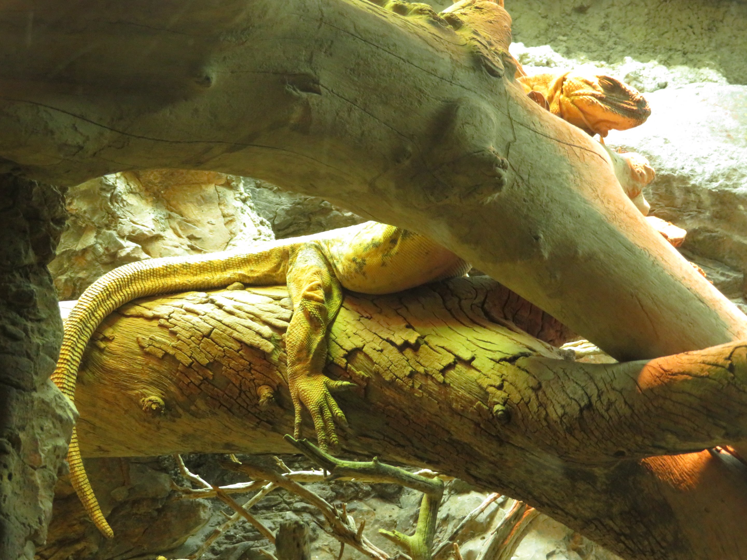 San Esteban Chuckwalla