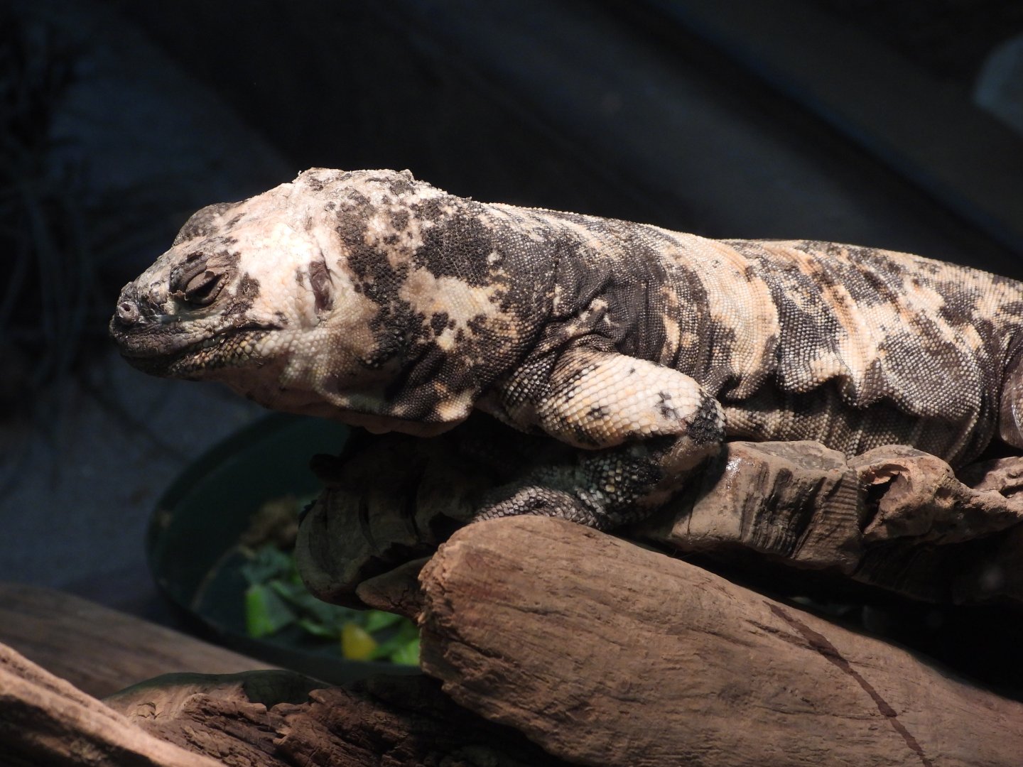 San Esteban chuckwalla