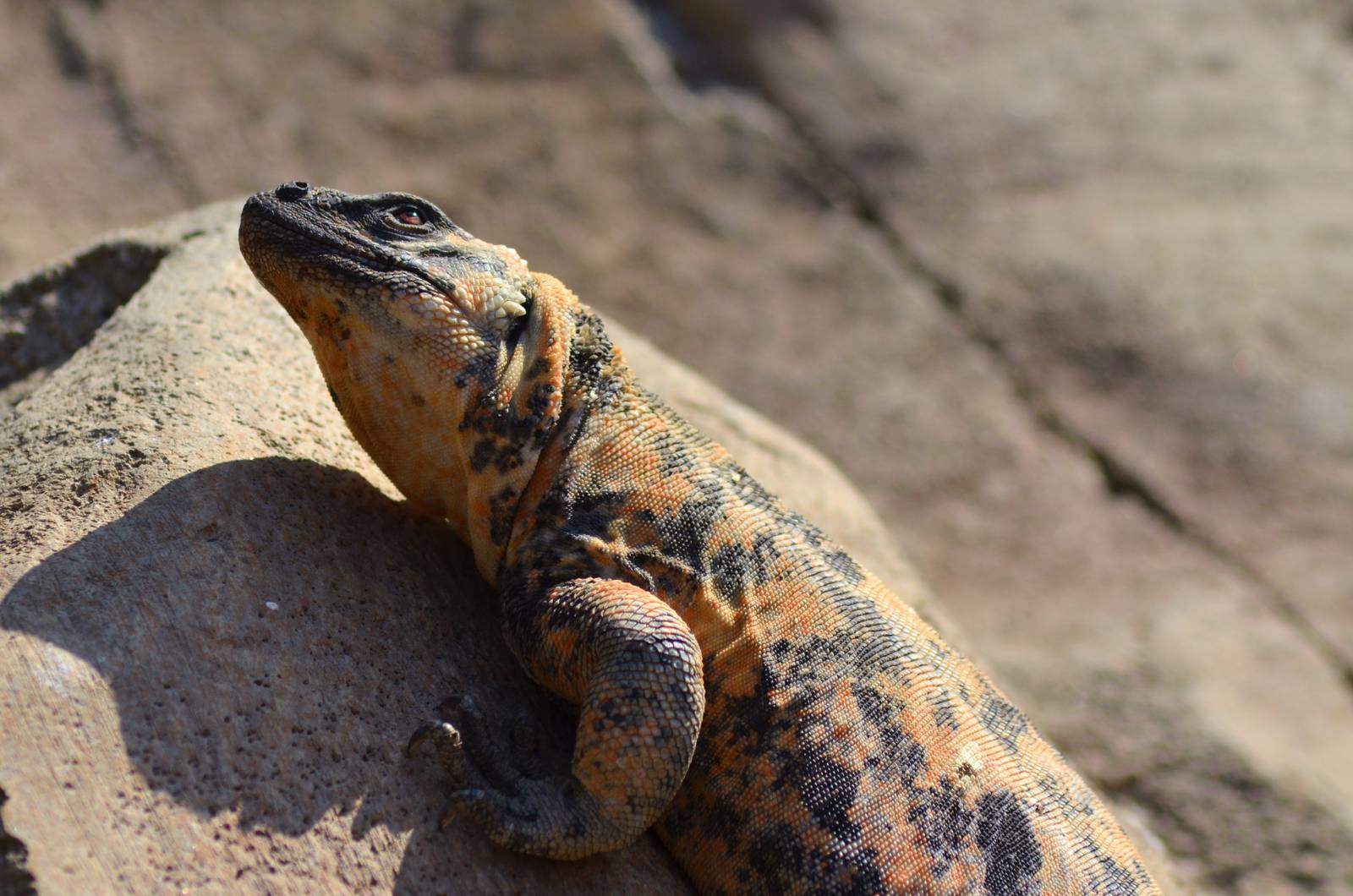 San Esteban Island Chuckwalla