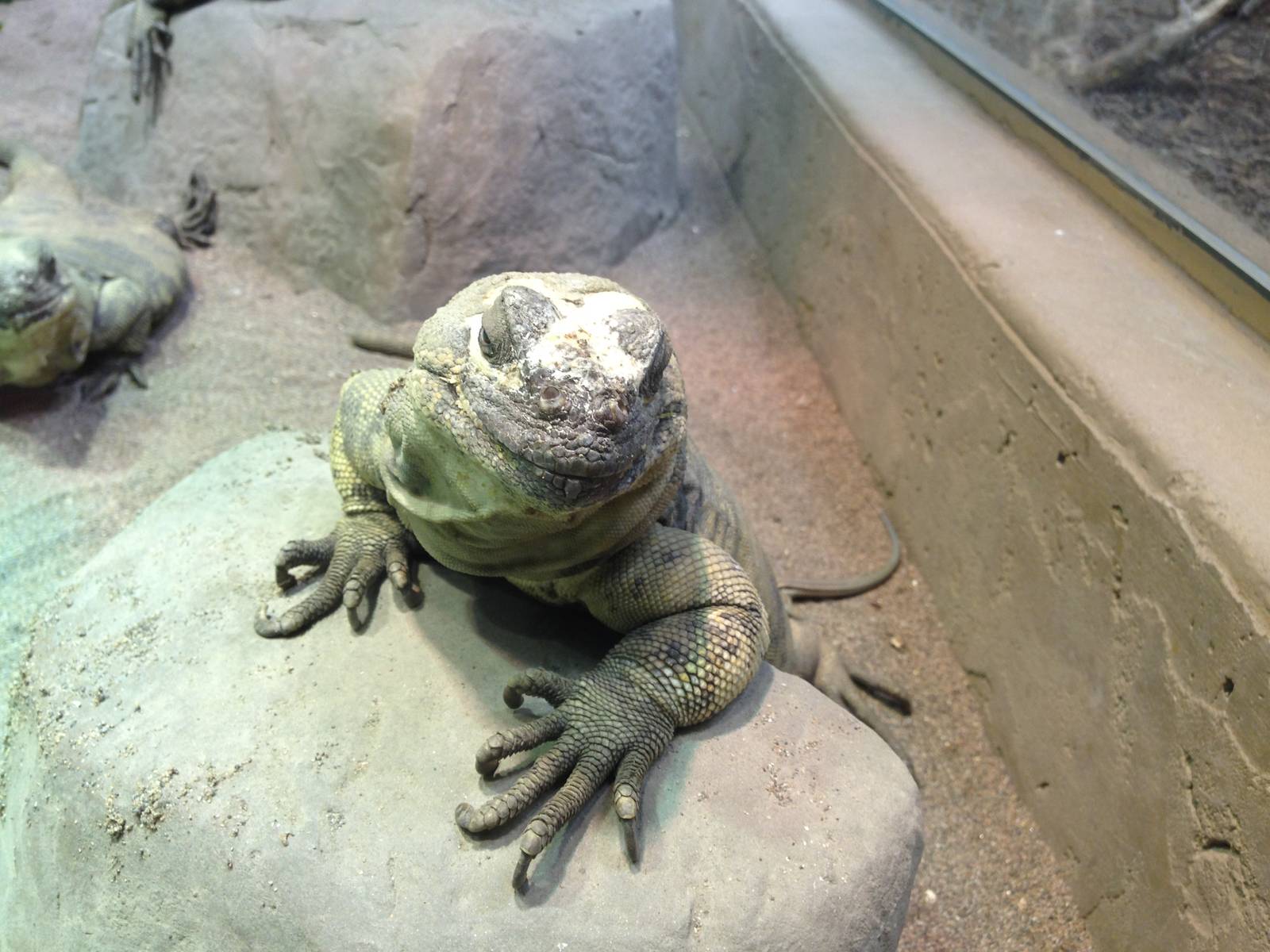 San Esteban Island Chuckwalla