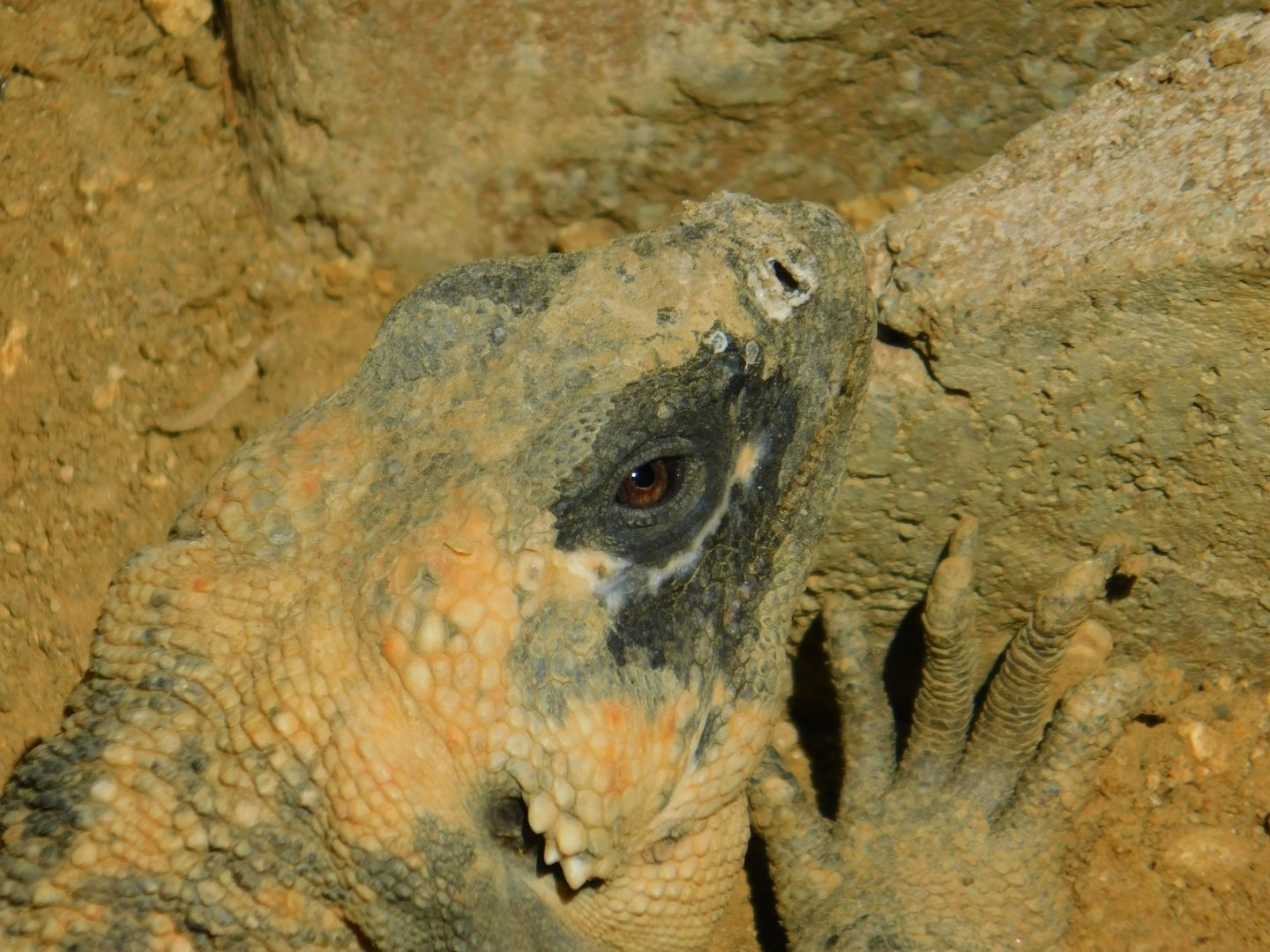 San Esteban Island Chuckwalla