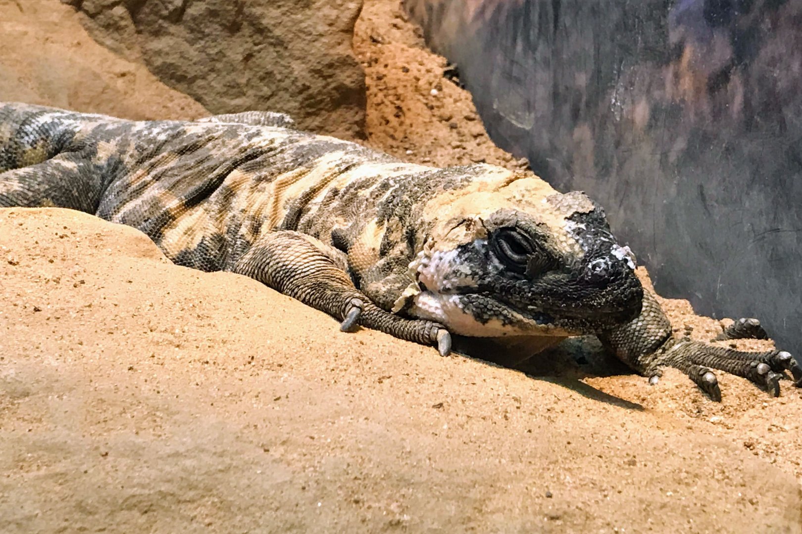 San Esteban Island Chuckwalla