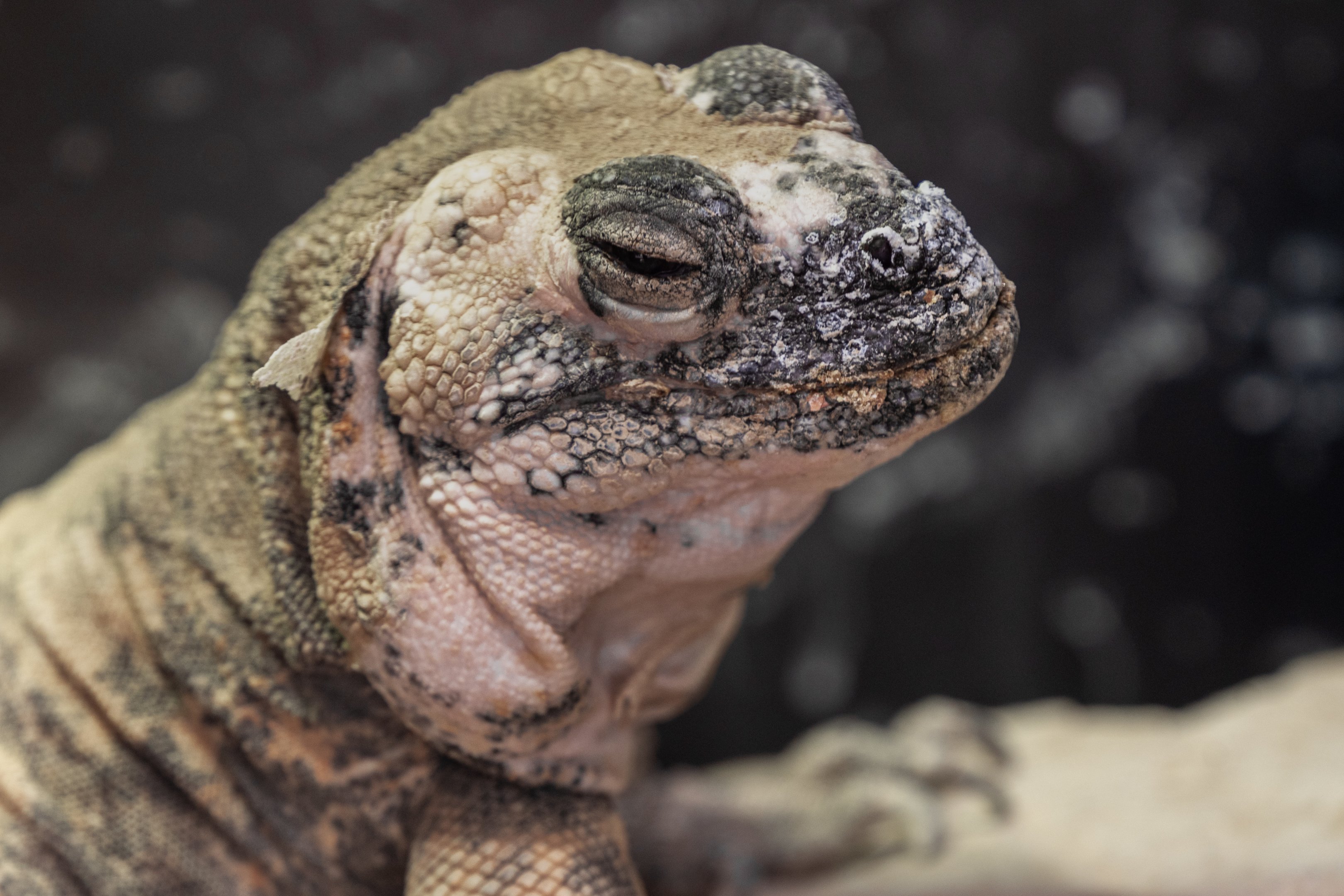 San Esteban Island Chuckwalla