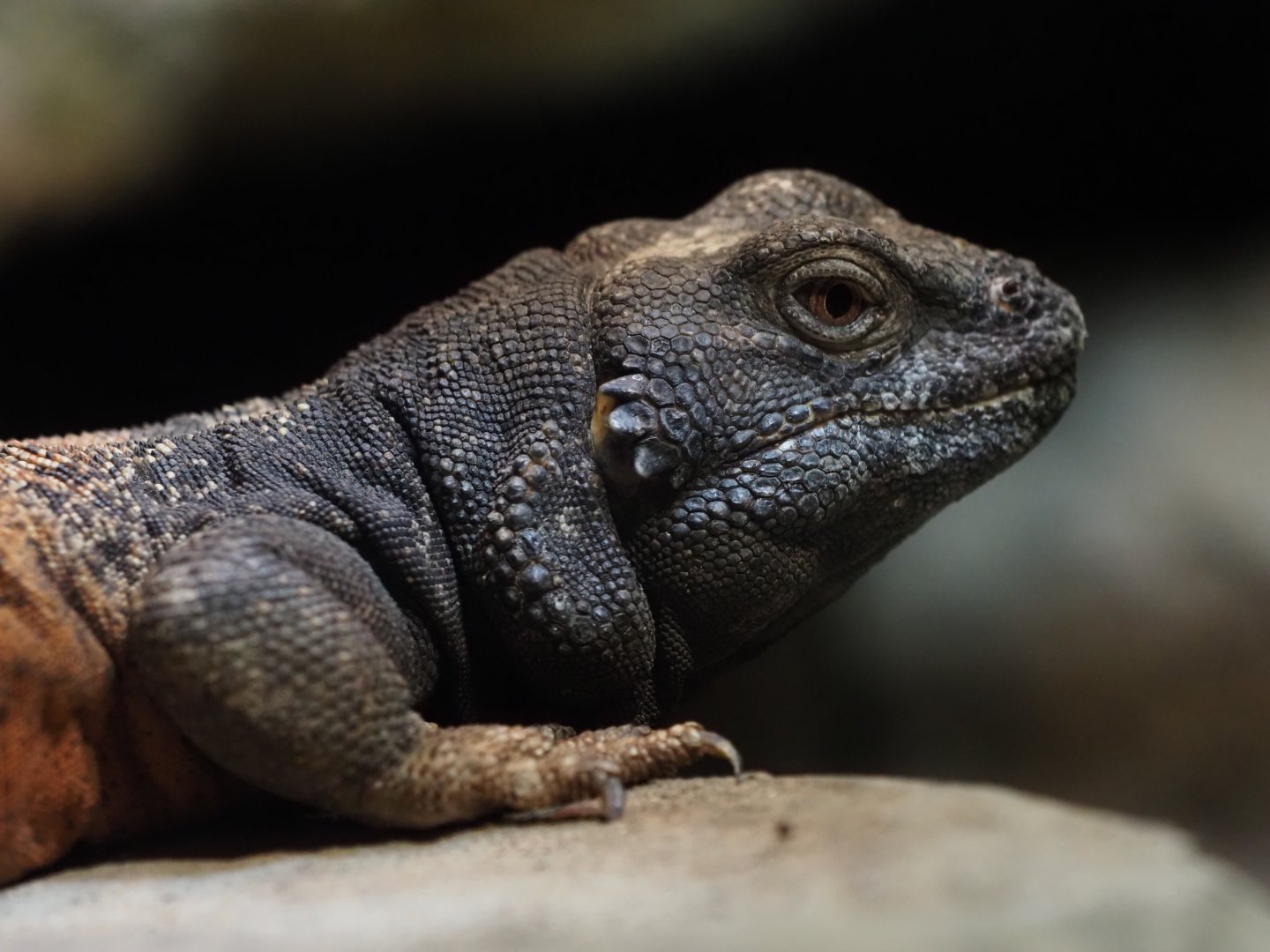 San Esteban Island Chuckwalla