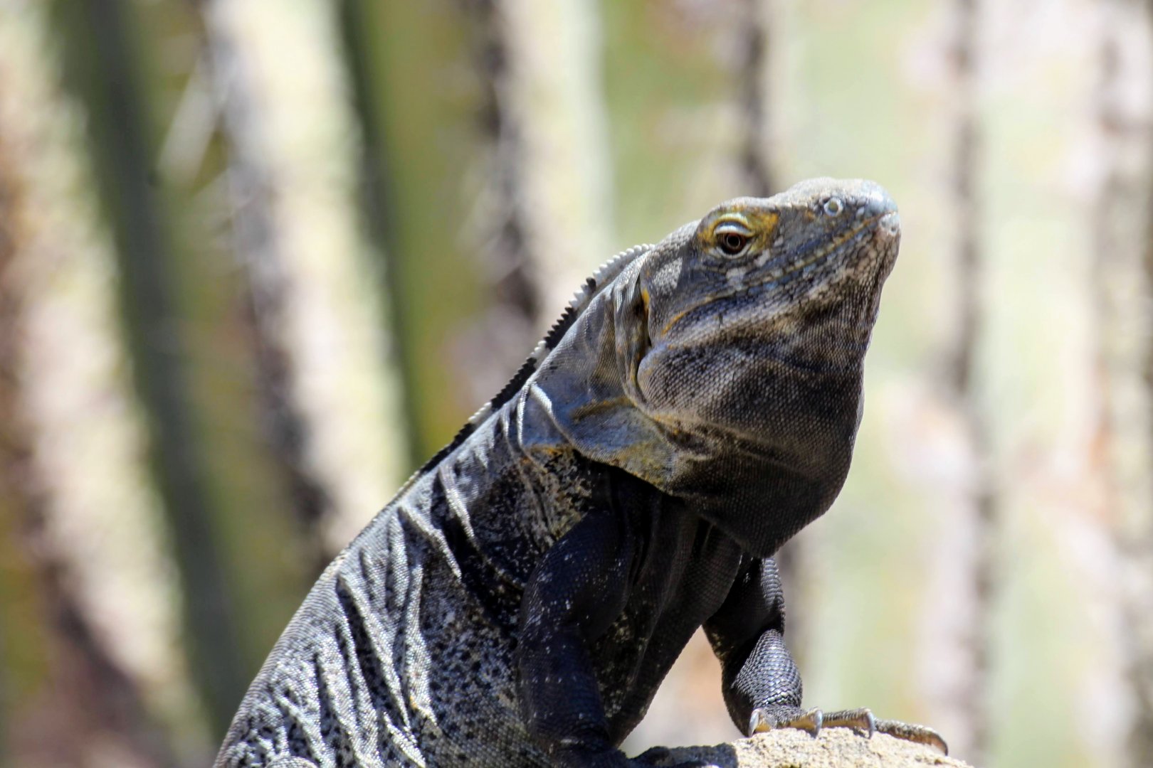 San Esteban Island × Sonoran Spiny-tailed Iguana