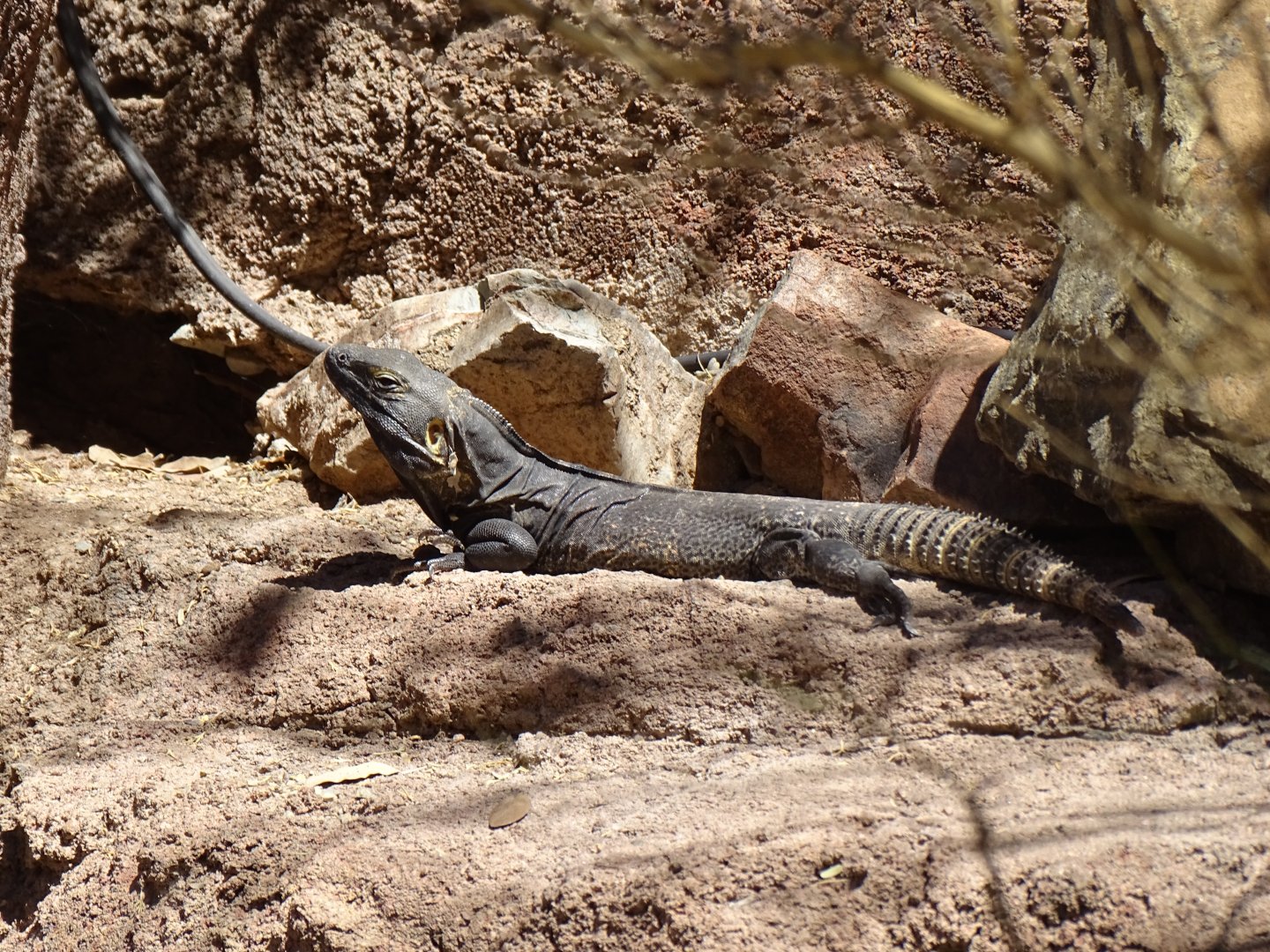 San Esteban Spiny-tailed iguana (Ctenosaura hemilopha)