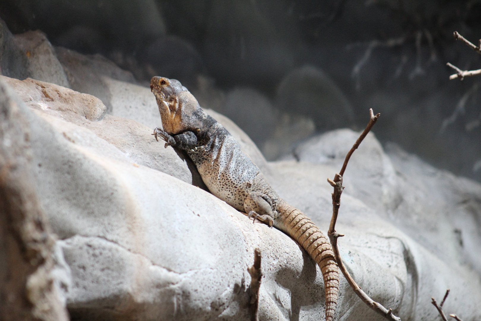 San Esteban Spiny-Tailed Iguana