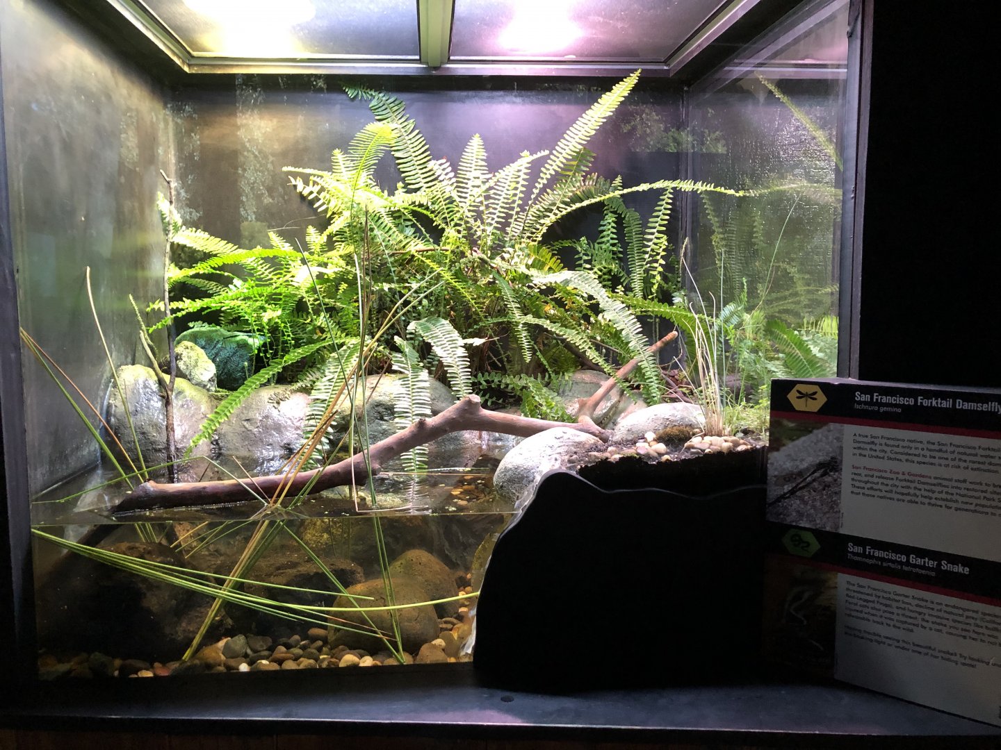San Francisco forktail damselfly/San Francisco garter snake exhibit