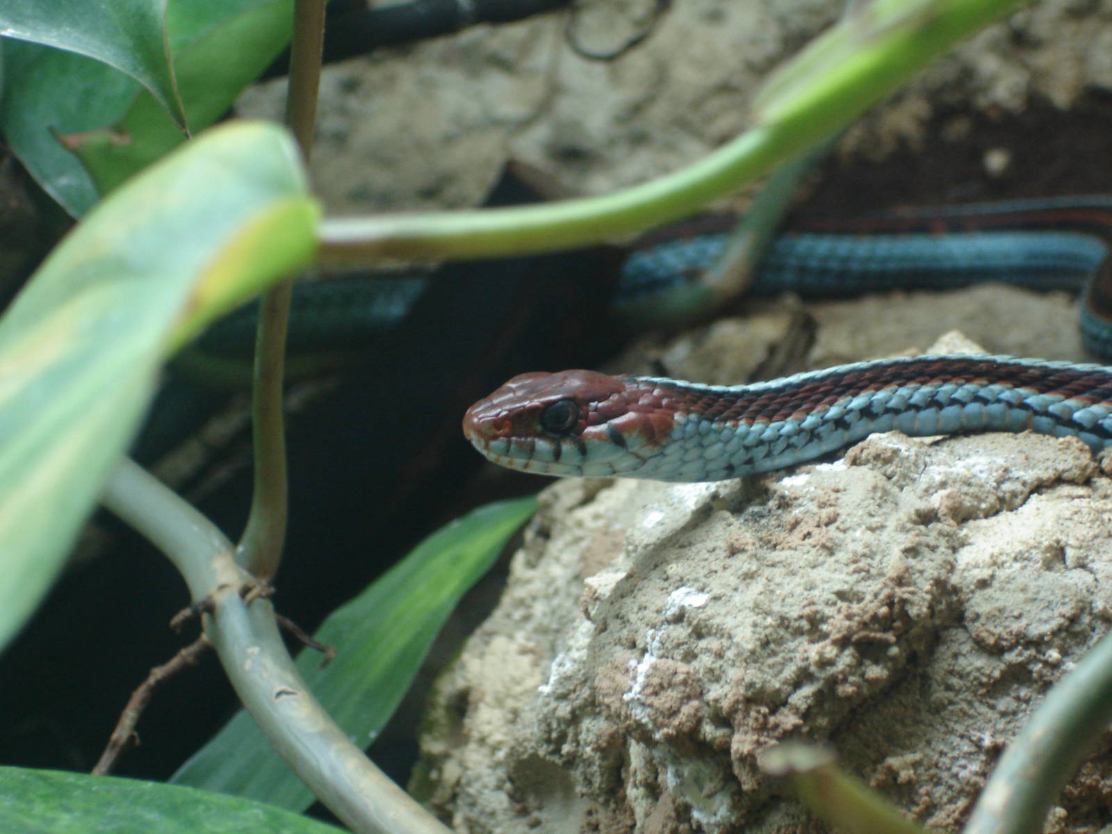 San Francisco Garden Snake
