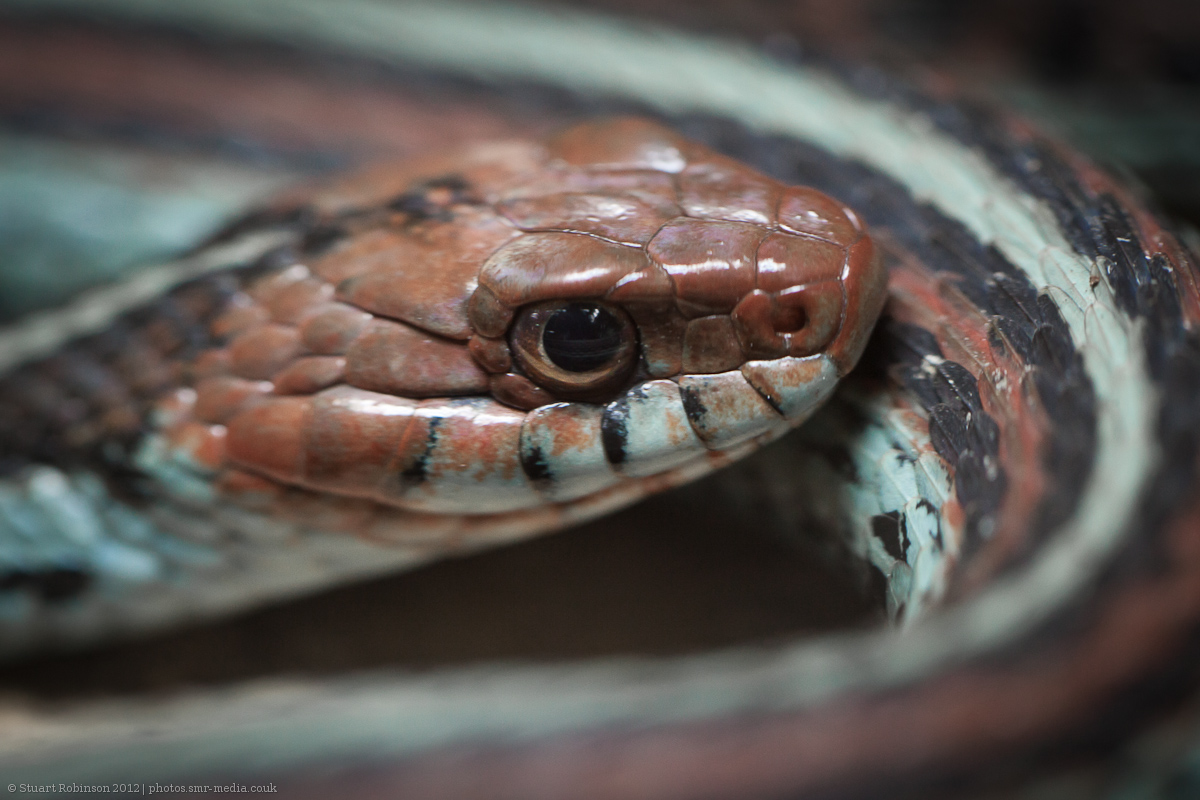 San Francisco Garter Snake - 24/01/2012