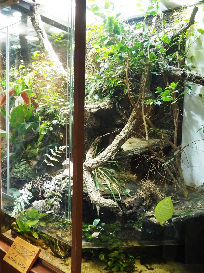 San Francisco garter snake and Endler's guppy terrarium, 2023-09-24