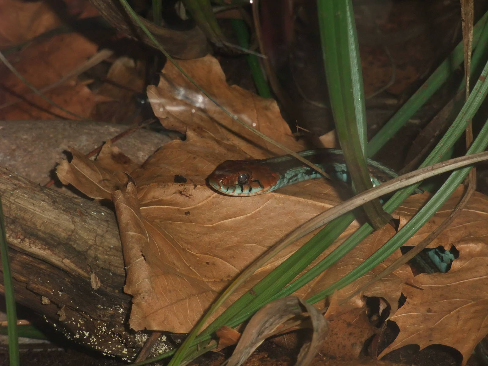 San Francisco Garter Snake at Chester, 16/07/11