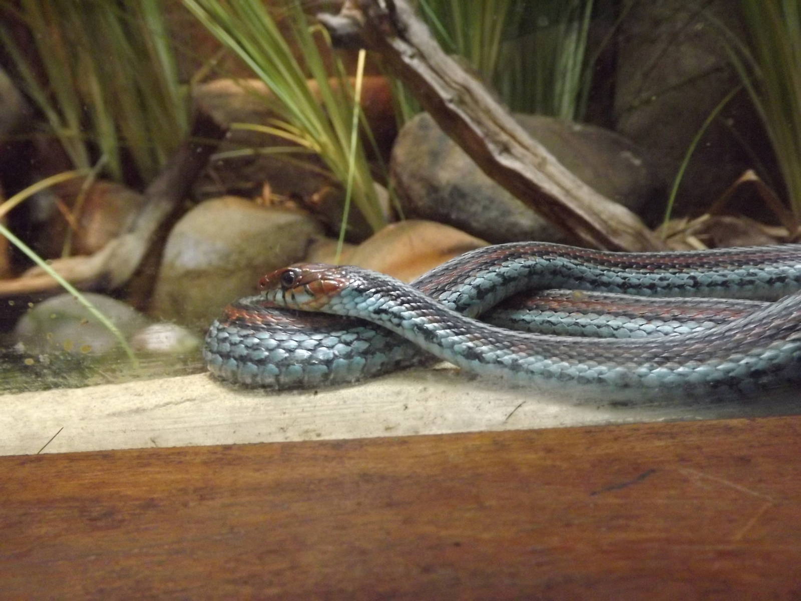 San Francisco Garter snake at Chester Zoo 31/03/12