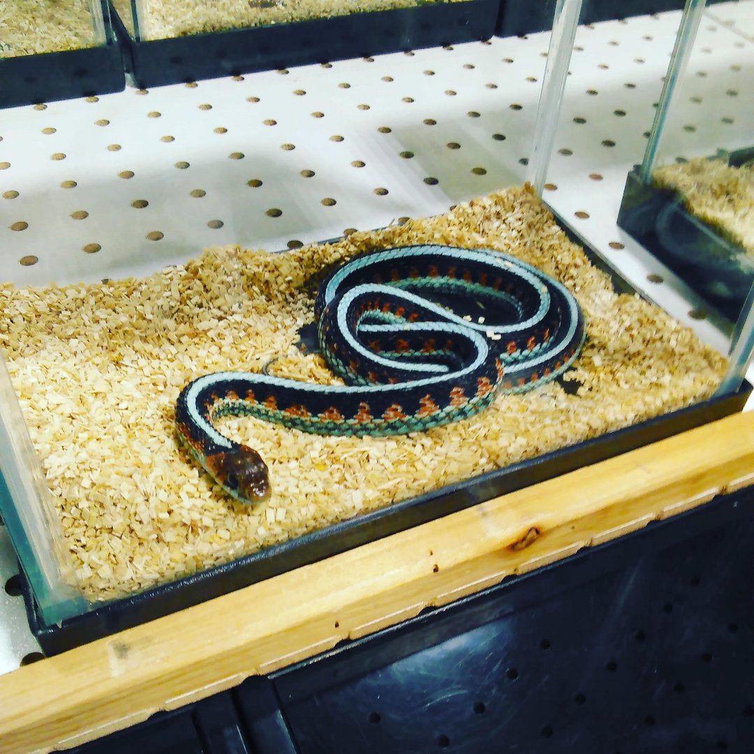 San Francisco garter snake at the Sacramento Reptile Show