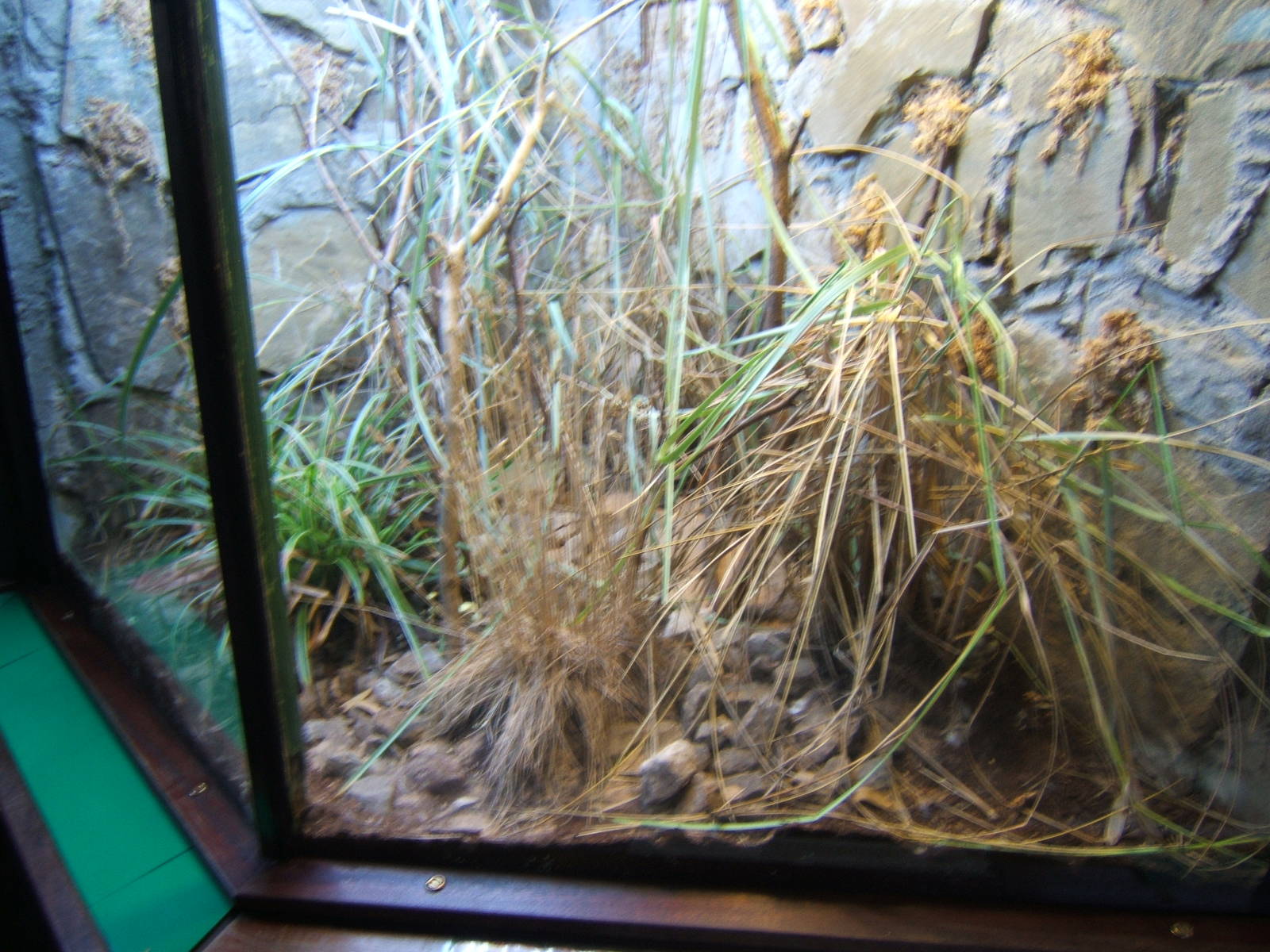 San Francisco Garter Snake exhibit
