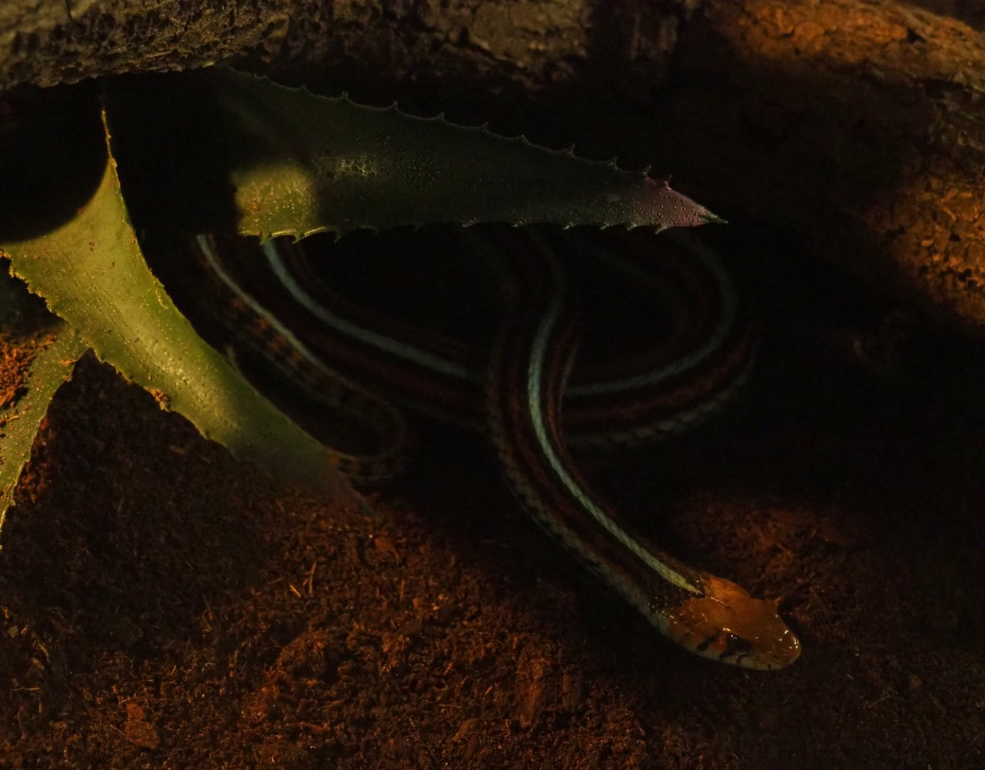 San Francisco garter snake (Thamnophis sirtalis tetrataenia), 2019-08-11