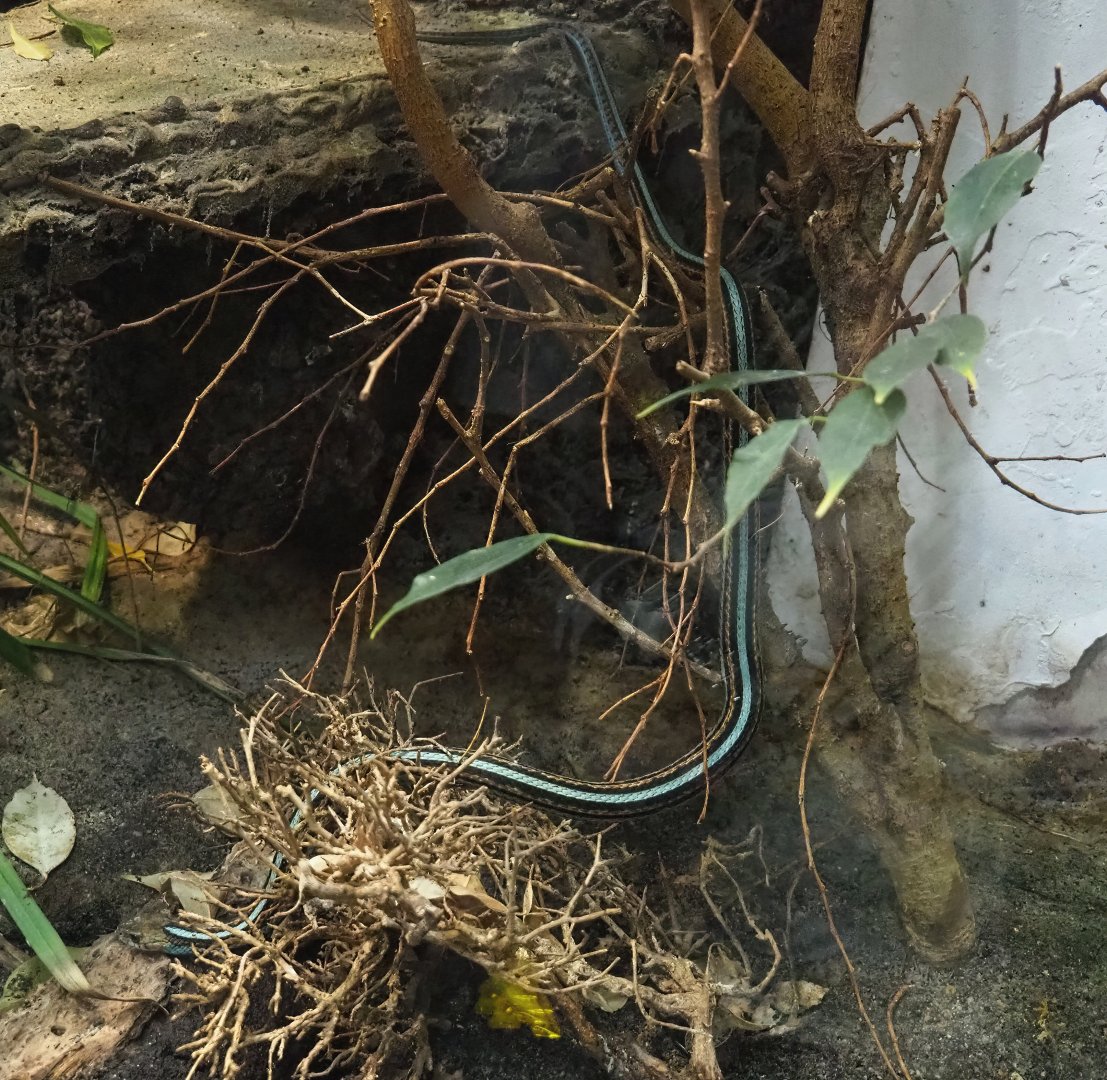 San Francisco garter snake (Thamnophis sirtalis tetrataenia), 2023-09-24