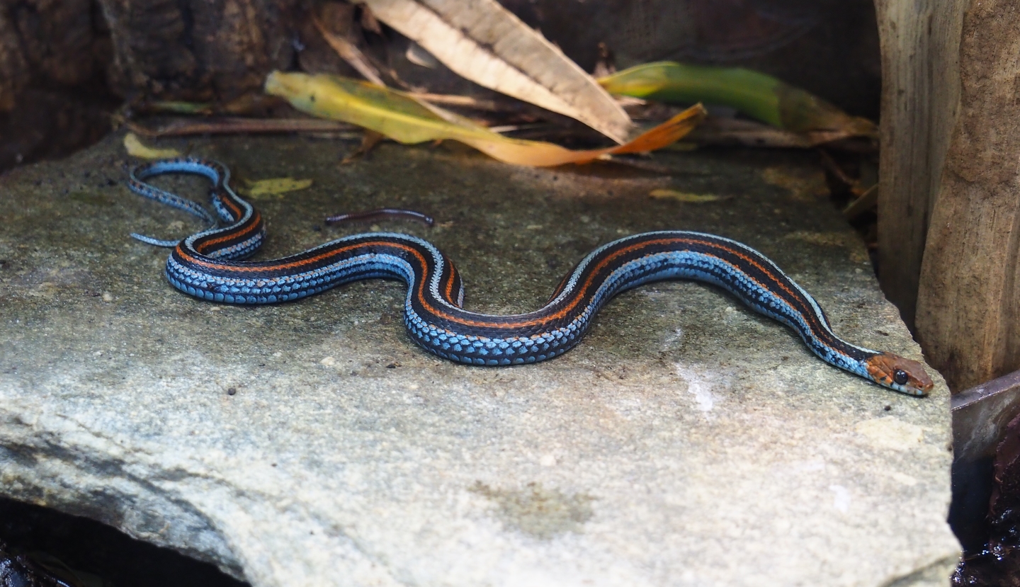 San Francisco garter snake (Thamnophis sirtalis tetrataenia)