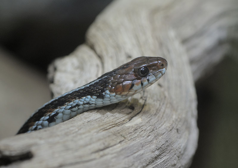 San Francisco garter snake