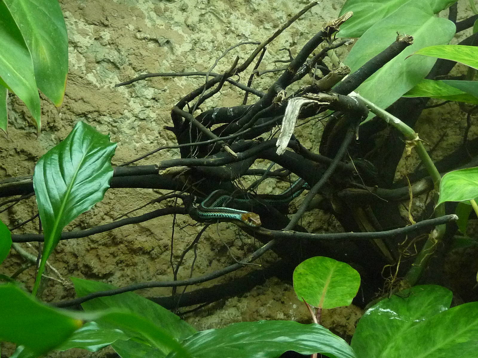 San Francisco garter snake