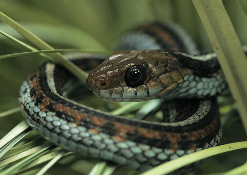 San Francisco garter snake