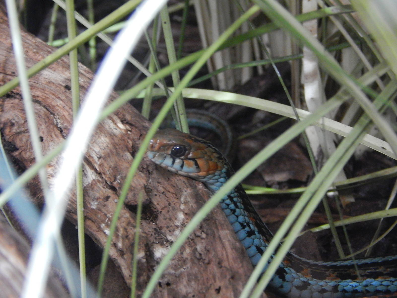 San Francisco Garter Snake