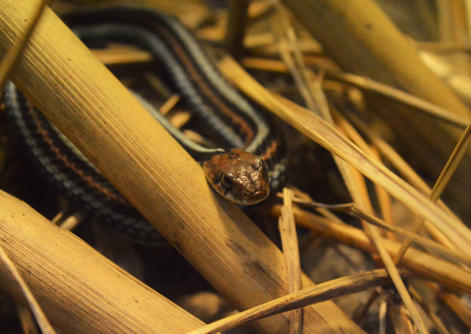 San Francisco Garter Snake