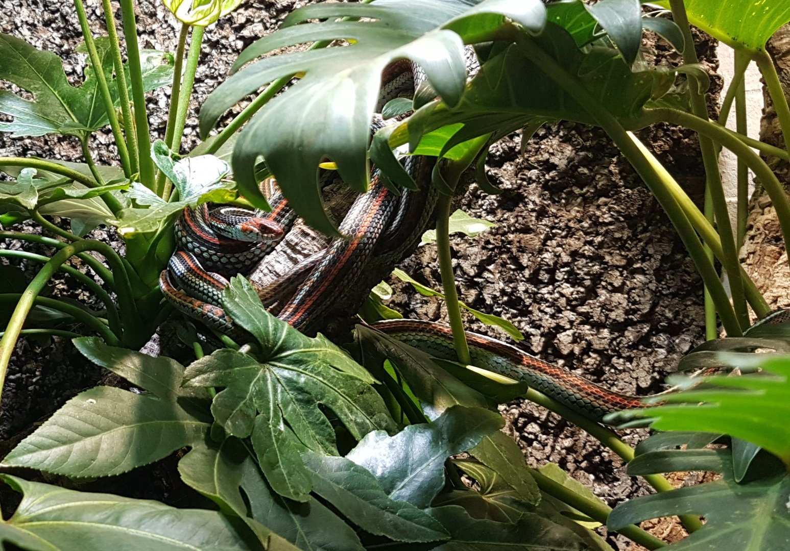 San Francisco garter snake